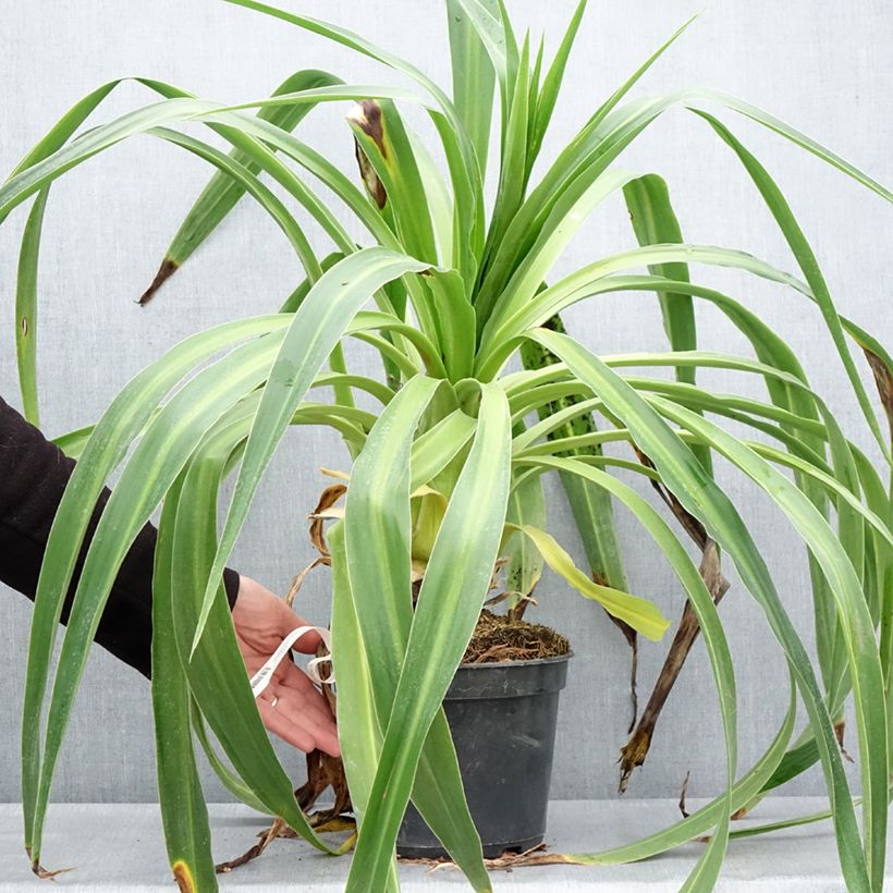 Exemplar von Beschorneria albiflora - Beschornerie Topf mit 3L/4L wie im Frühjahr geliefert
