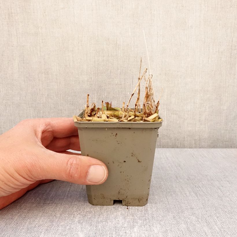 Example of Tricyrtis formosana Autumn Glow - Krötenlilie Kleine Töpfe von 8/9 cm as you get in printemps