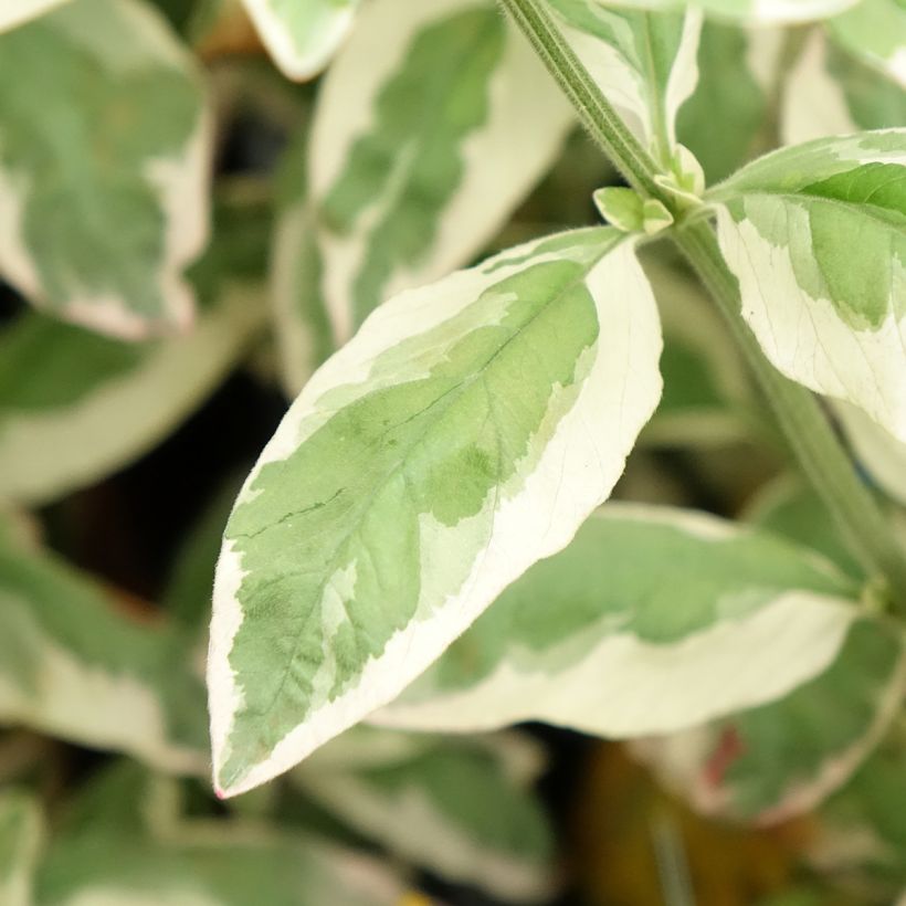 Lysimachia punctata Variegata - Gilbweiderich (Foliage)