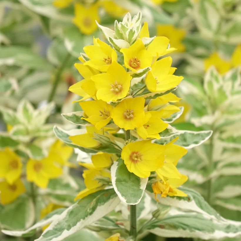 Lysimachia punctata Variegata - Gilbweiderich (Flowering)