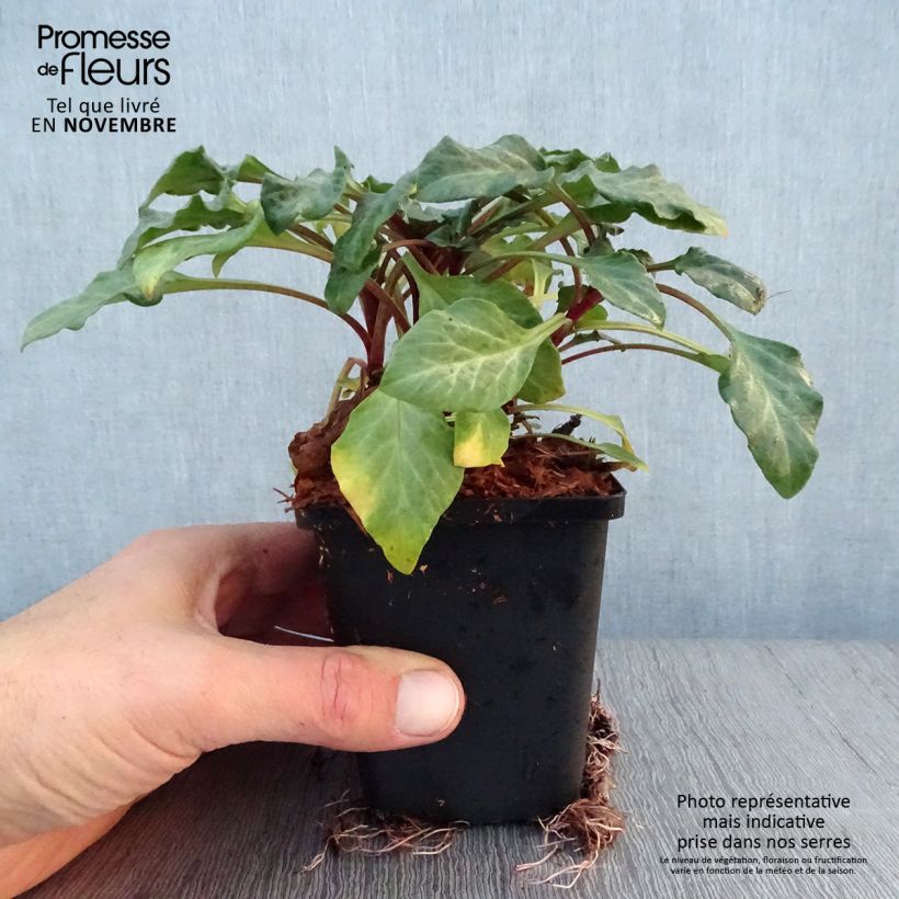 Exemplar von Lysimachia atropurpurea Beaujolais - Purpurroter Gilbweiderich Kleine Töpfe von 8/9 cm wie im Herbst geliefert