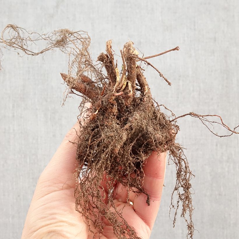 Exemplar von Blut-Weiderich - Lythrum salicaria Wurzelnackt wie im Winter geliefert