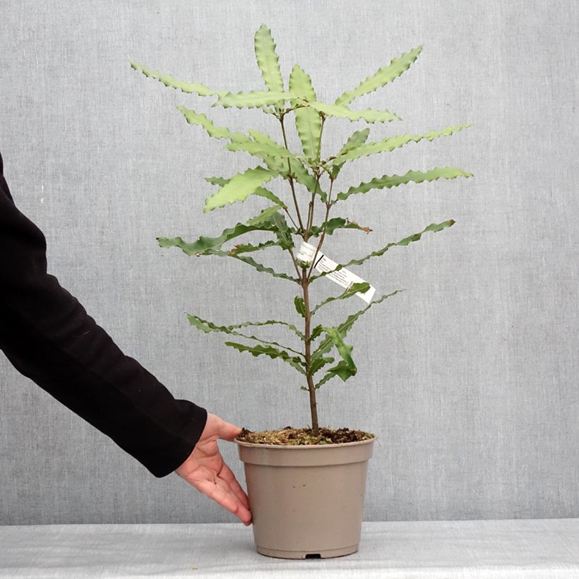 Exemplar von Macadamia Beaumont - Noix de Macadamia Pot de 4L/5L wie im Winter geliefert