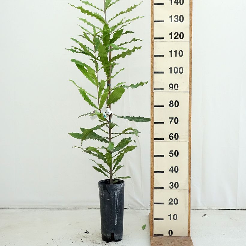 Exemplar von Macadamia integrifolia - Macadamia-Baum Topf mit 4L/5L wie im Herbst geliefert