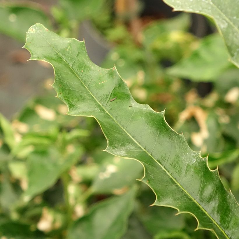 Macadamia integrifolia - Macadamia-Baum (Laub)
