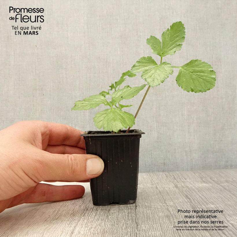 Example of Gespenst-Gelbdolde - Smyrnium olusatrum Kleine Töpfe von 7/8 cm as you get in printemps