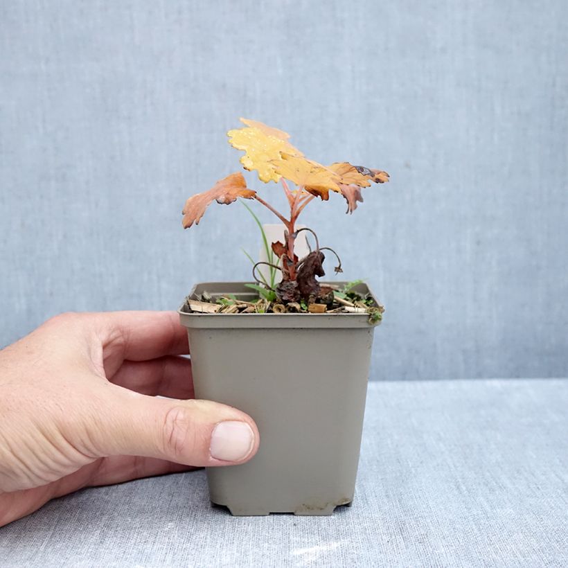 Exemplar von Macleaya microcarpa Kelway's Coral Plume - Roter Federmohn Kleine Töpfe von 8/9 cm wie im Herbst geliefert