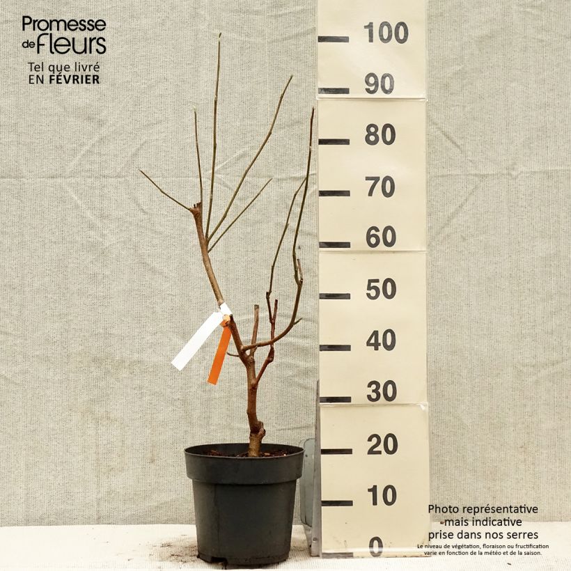 Exemplar von Magnolia acuminata Blue Baby Pot de 6L/7L wie im Winter geliefert
