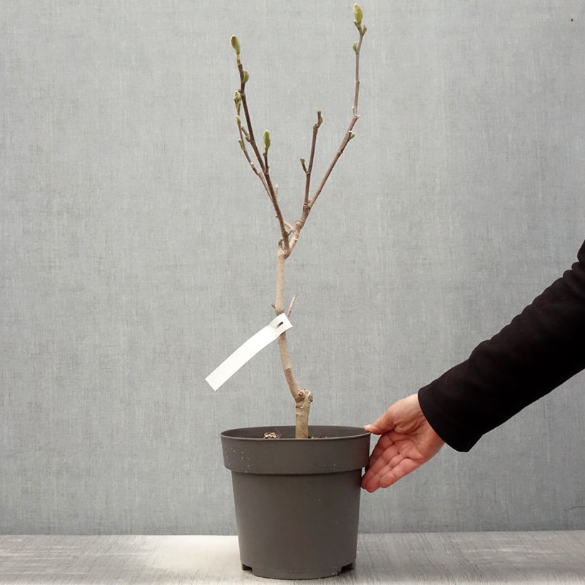 Exemplar von Magnolia acuminata Blue Baby - Gurken-Magnolie Topf mit 6L/7L wie im Frühjahr geliefert