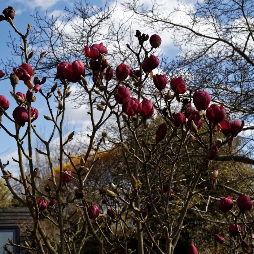 Magnolia Black Tulip - Magnolie (Wuchs)
