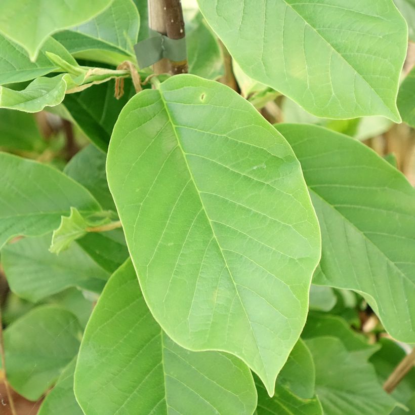 Magnolia Daybreak - Magnolie (Laub)