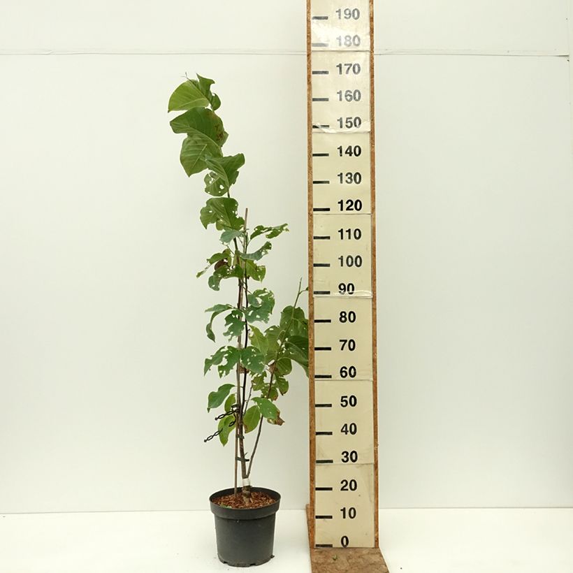 Exemplar von Magnolia Daybreak - Magnolie Topf mit 7,5L/10L wie im Sommer geliefert