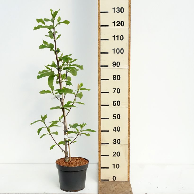 Exemplar von Magnolia Daybreak - Magnolie Topf mit 7,5L/10L wie im Frühjahr geliefert