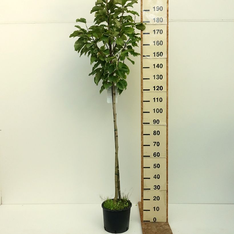 Exemplar von Magnolia denudata Double Diamond - Yulan-Magnolie Topf mit 7,5L/10L wie im Sommer geliefert