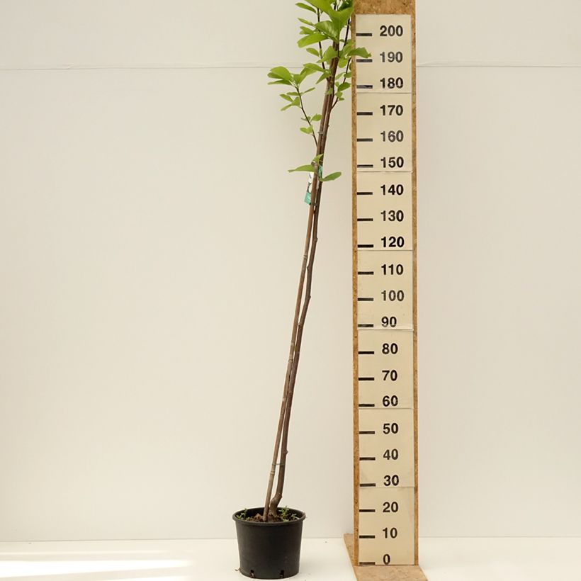 Exemplar von Magnolia denudata Double Diamond - Yulan-Magnolie Topf mit 7,5L/10L wie im Frühjahr geliefert