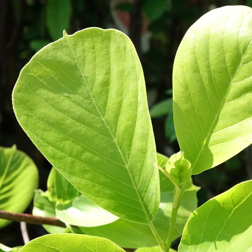 Magnolia denudata Double Diamond - Yulan-Magnolie (Laub)