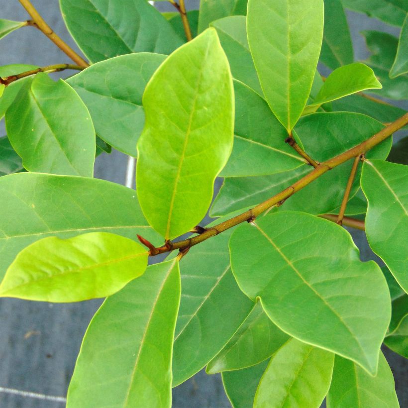 Magnolia 'Fairy Blush' - Magnolie (Foliage)