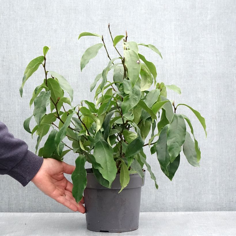 Example of Magnolia figo Stellar Ruby - Bananenstrauch Topf mit 3L/4L as you get in printemps