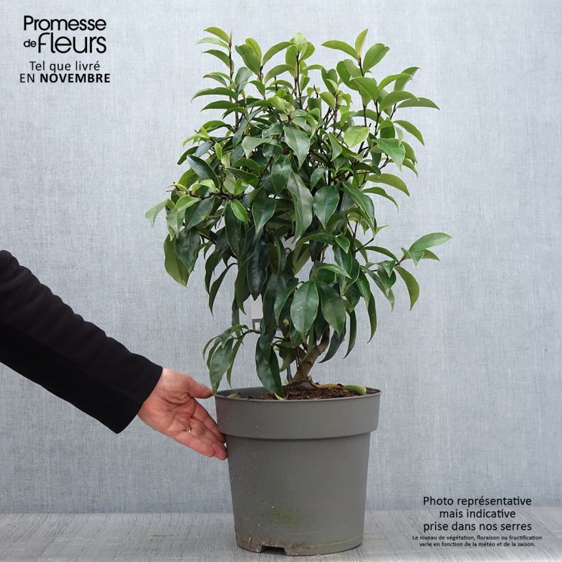 Exemplar von Magnolia figo Stellar Ruby Pot de 6L/7L wie im Herbst geliefert
