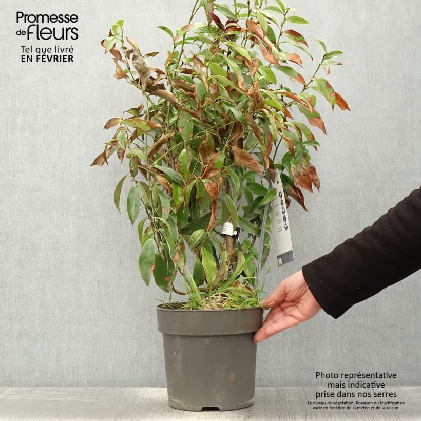 Example of Magnolia figo Stellar Ruby - Bananenstrauch Topf mit 6L/7L as you get in hiver