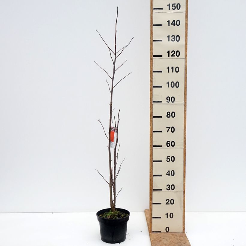 Exemplar von Magnolia Galaxy - Magnolie Topf mit 4L/5L wie im Herbst geliefert