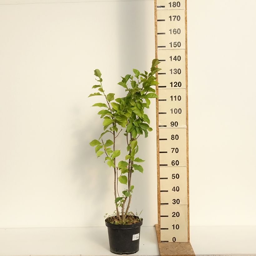 Exemplar von Magnolia Genie - Magnolie Topf mit 4L/5L wie im Sommer geliefert