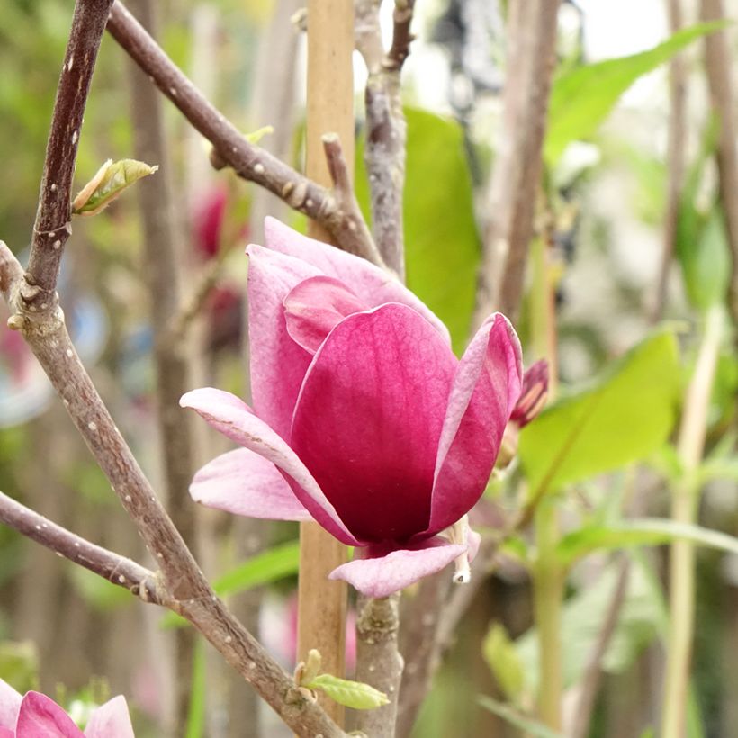 Magnolia Genie - Magnolie (Flowering)