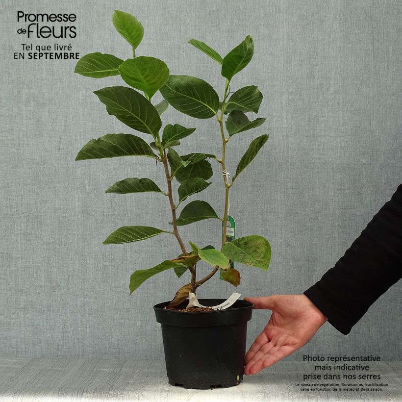 Exemplar von Magnolia Gold Star - Magnolie Topf mit 4L/5L wie im Herbst geliefert