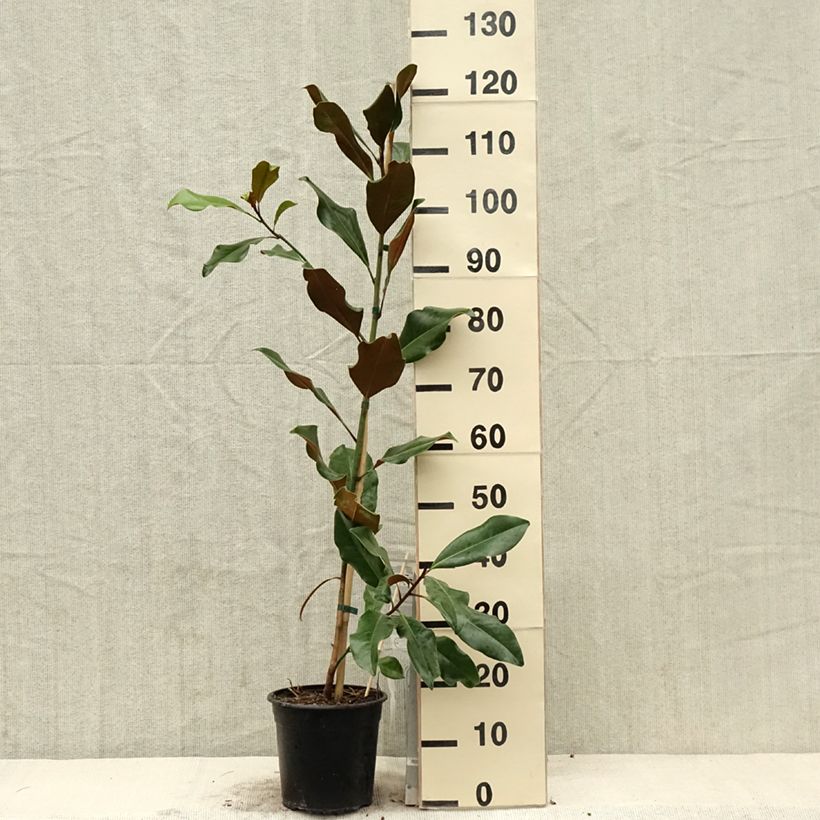 Example of Magnolia grandiflora Bracken's Brown Beauty - Immergrüne Magnolie Topf mit 4L/5L as you get in printemps