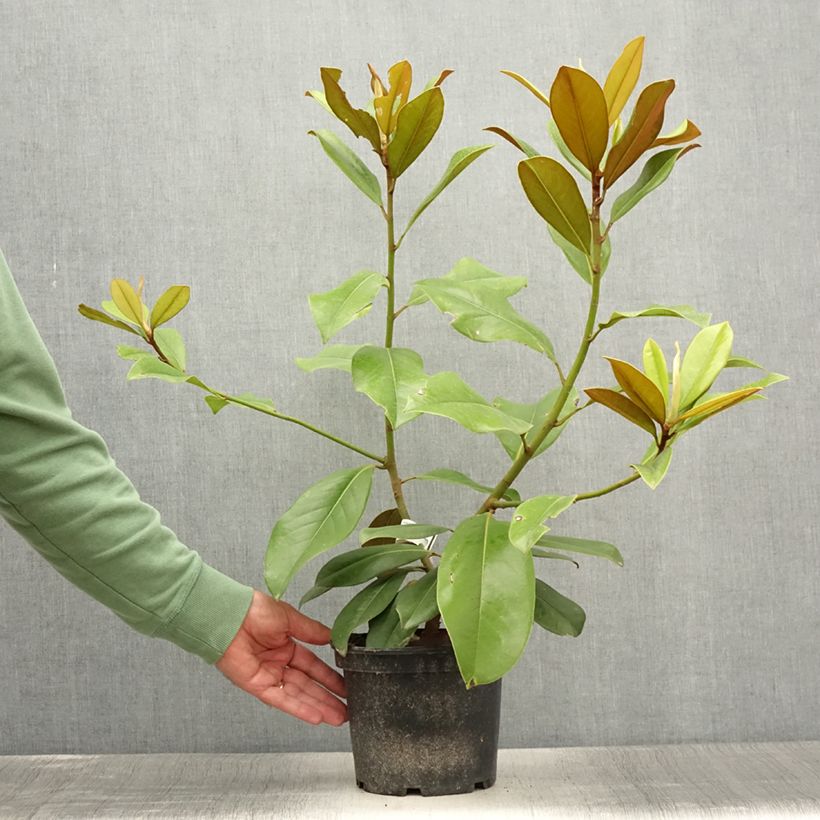 Exemplar von Magnolia grandiflora - Immergrüne Magnolie Topf mit 1,5L/2L wie im Sommer geliefert