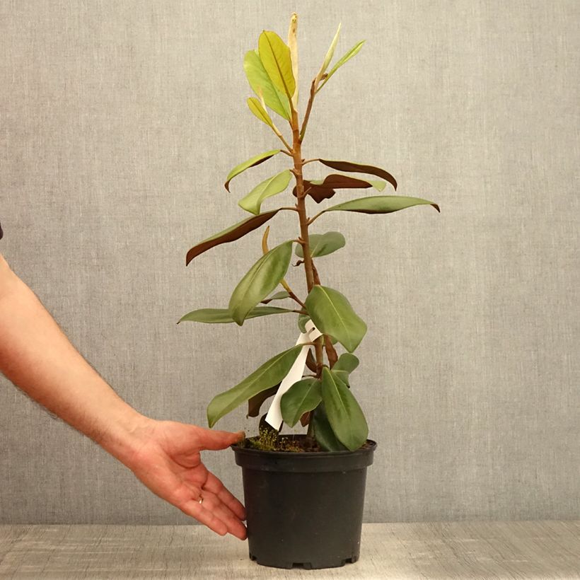 Example of Magnolia grandiflora - Immergrüne Magnolie Topf mit 1,5L/2L as you get in printemps