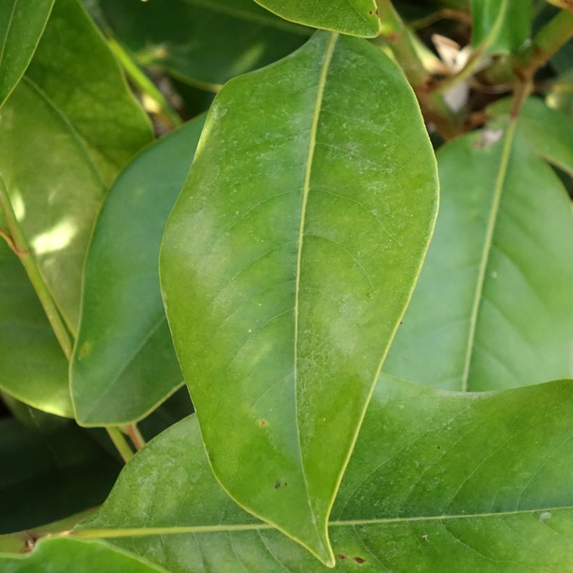 Magnolia grandiflora - Immergrüne Magnolie (Foliage)