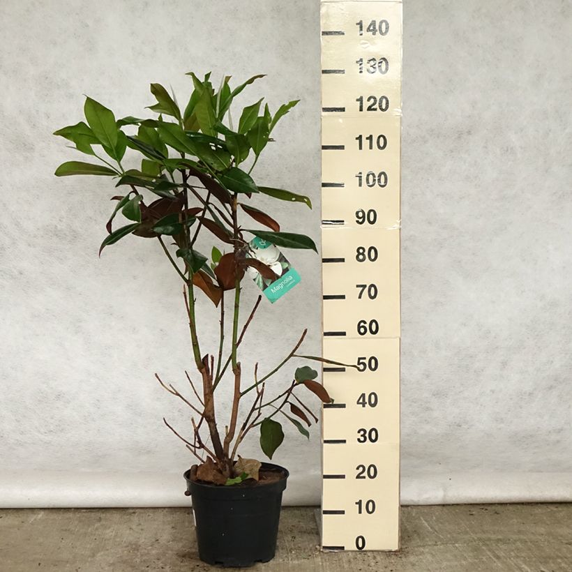 Example of Magnolia grandiflora Galissonière - Immergrüne Magnolie Topf mit 7,5L/10L as you get in printemps