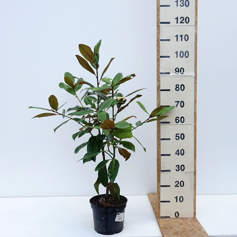Exemplar von Magnolia grandiflora Galissonière - Immergrüne Magnolie Topf mit 4L/5L wie im Herbst geliefert