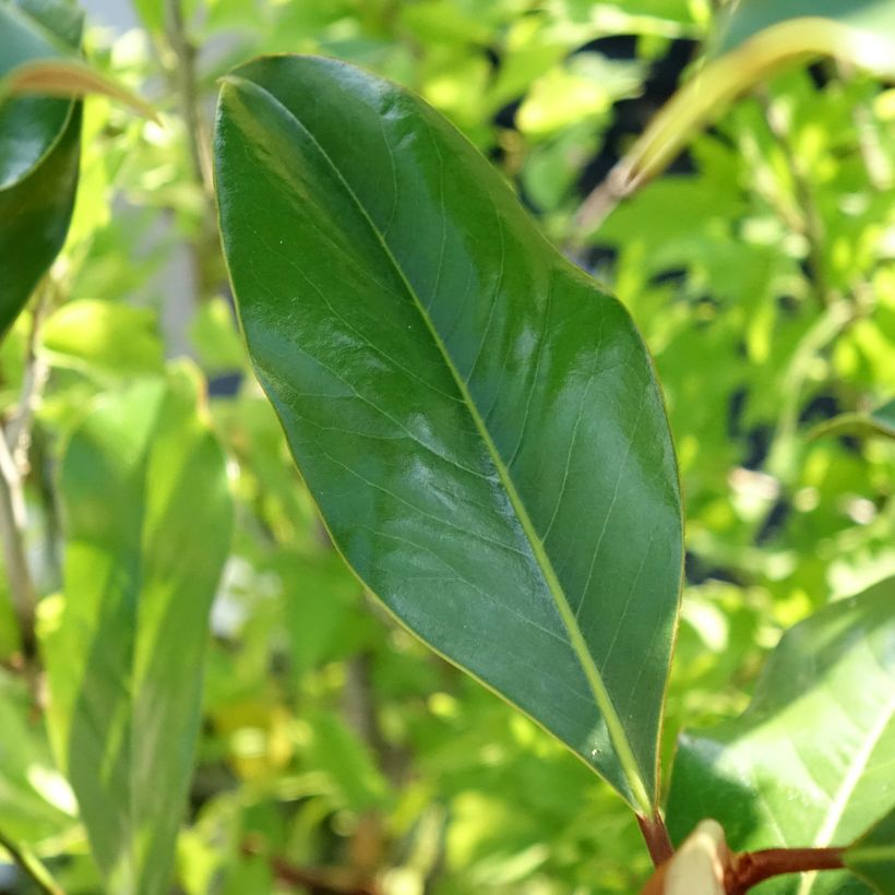 Magnolia grandiflora Kay Parris - Immergrüne Magnolie (Foliage)