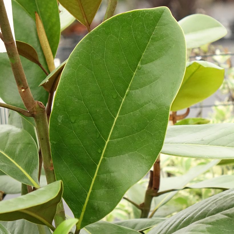 Magnolia grandiflora Mainstreet - Immergrüne Magnolie (Foliage)