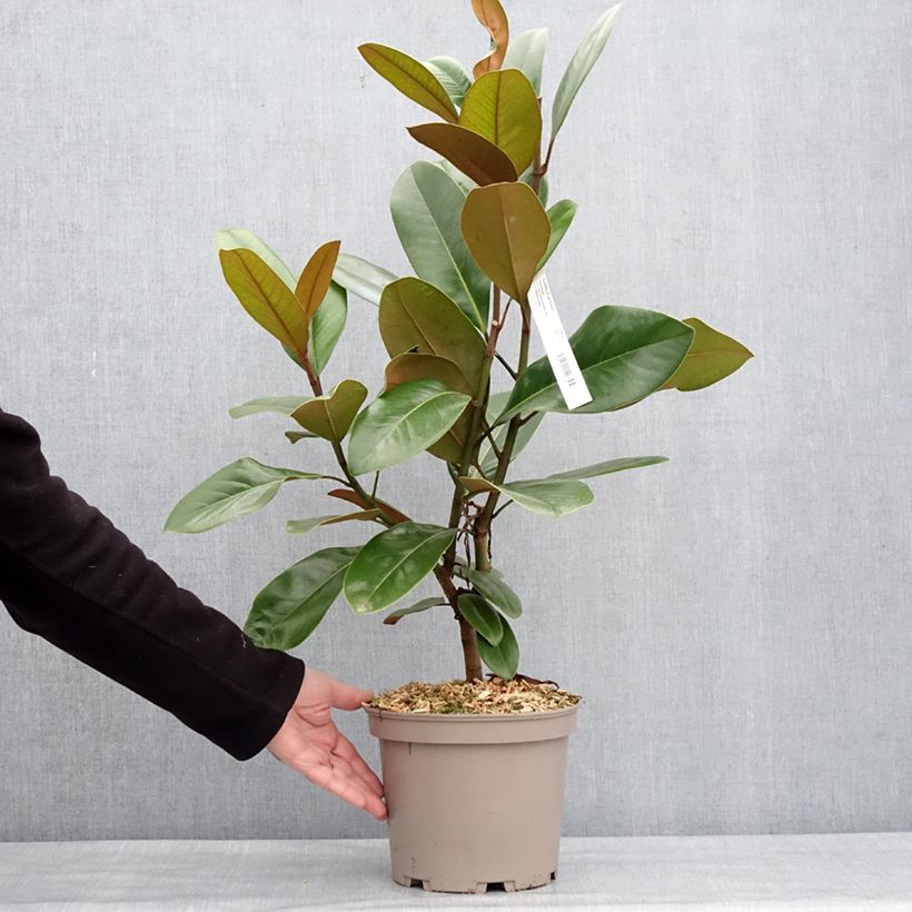 Exemplar von Magnolia grandiflora Mainstreet - Laurier-tulipier Pot de 4L/5L wie im Winter geliefert