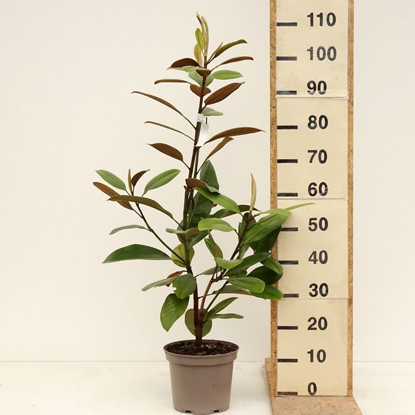 Example of Magnolia grandiflora Mainstreet - Immergrüne Magnolie Topf mit 4L/5L as you get in printemps