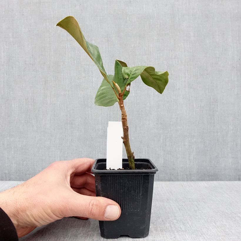 Exemplar von Magnolia grandiflora Mont blanc - Immergrüne Magnolie Topf 10 cm/11cm wie im Frühjahr geliefert