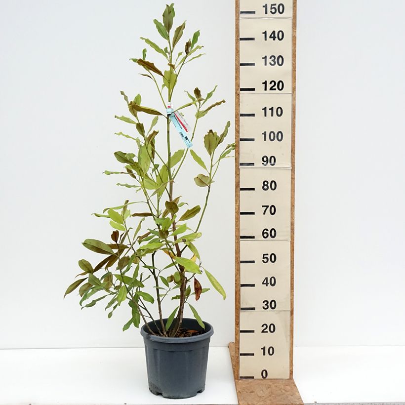 Exemplar von Magnolia grandiflora Nana - Immergrüne Magnolie Topf mit 12L/15L wie im Herbst geliefert
