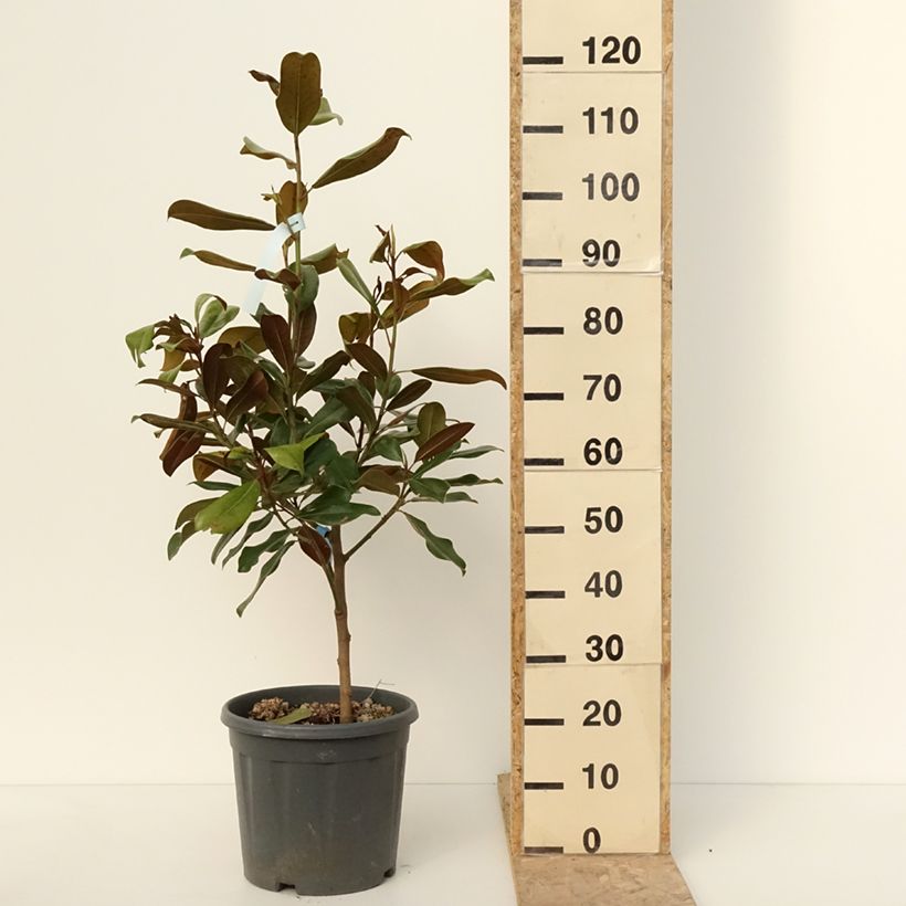 Exemplar von Magnolia grandiflora Nana - Laurier-tulipier Pot de 12L/15L wie im Winter geliefert