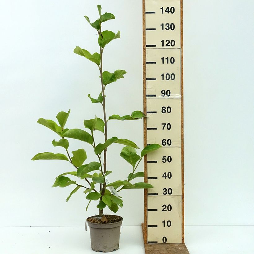 Exemplar von Veredelte Magnolie Shirazz - Magnolia Topf mit 4L/5L wie im Sommer geliefert