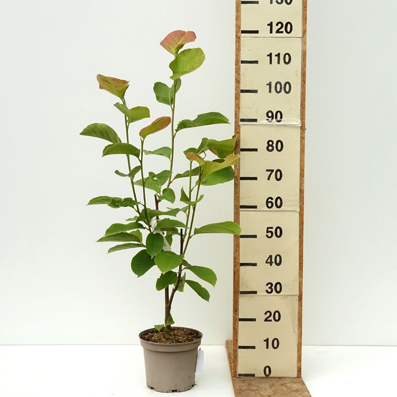 Exemplar von Veredelte Magnolie Shirazz - Magnolia Topf mit 4L/5L wie im Frühjahr geliefert