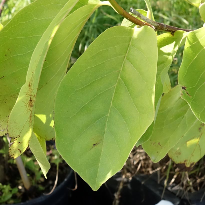 Magnolia Tina Durio - Magnolie (Laub)