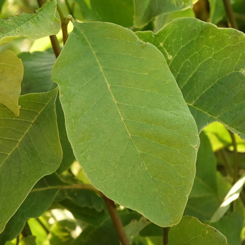 Magnolia kobus - Kobushi-Magnolie (Foliage)
