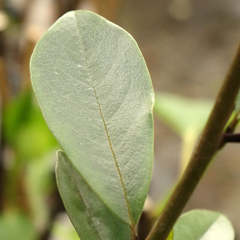 Magnolia laevifolia Achteraan - Magnolie (Foliage)