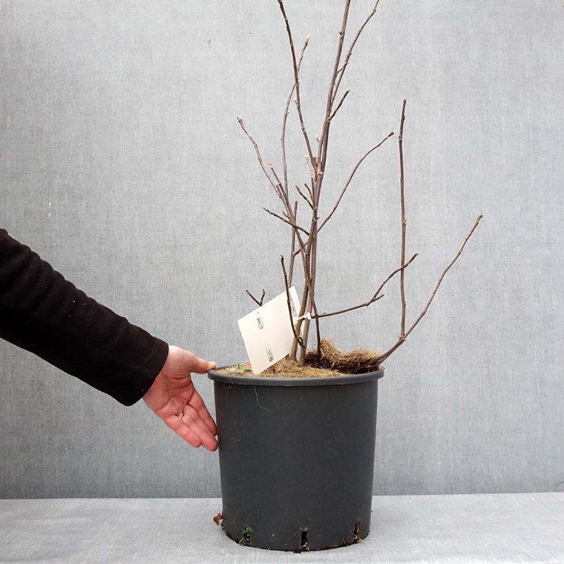 Exemplar von Magnolia liliflora Nigra Pot de 7,5L/10L wie im Winter geliefert