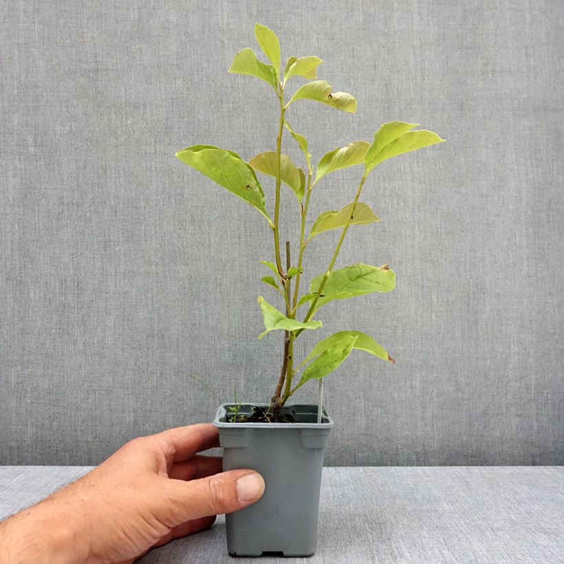 Exemplar von Magnolia liliflora Nigra - Purpur-Magnolie Topf 12 cm / 13 cm wie im Sommer geliefert
