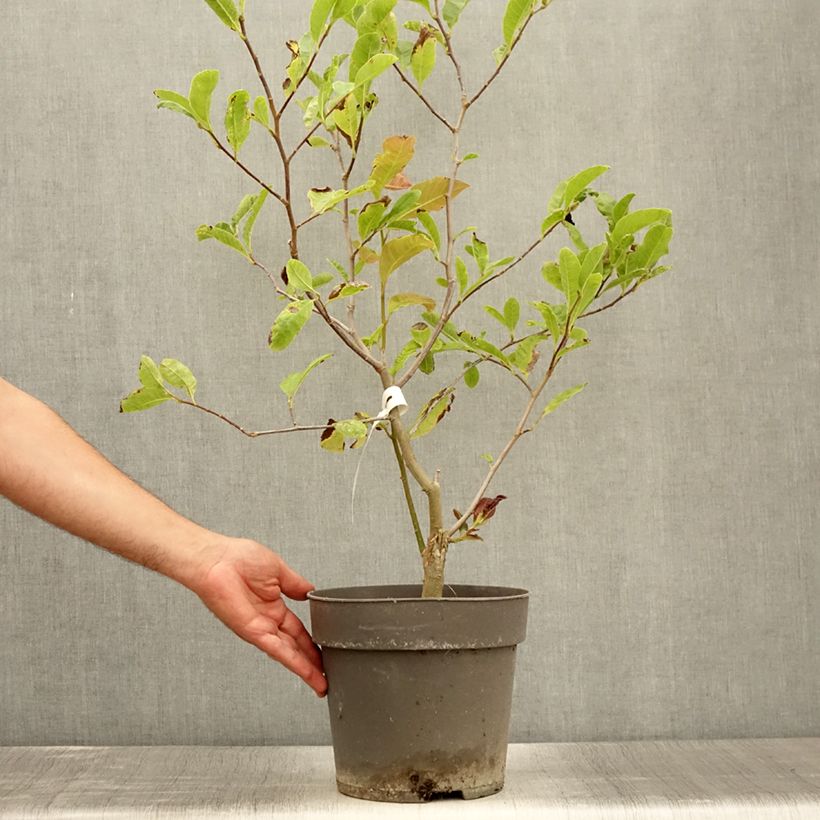 Exemplar von Magnolia loebneri Mags Pirouette - Loebner-Magnolie Topf mit 4L/5L wie im Sommer geliefert