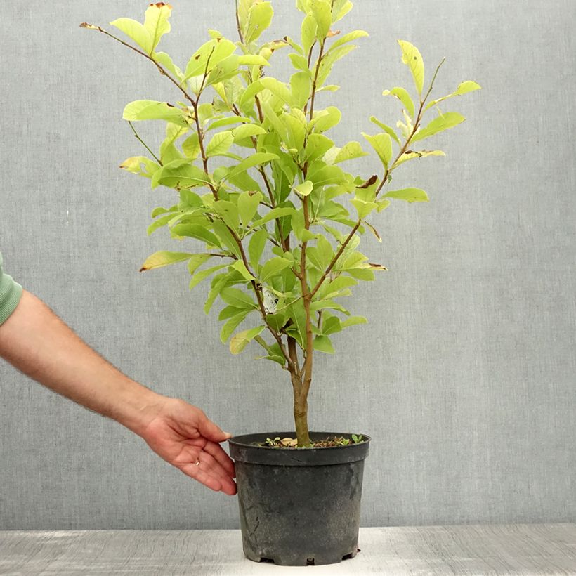 Exemplar von Magnolia loebneri Merrill - Loebner-Magnolie Topf mit 3L/4L wie im Sommer geliefert